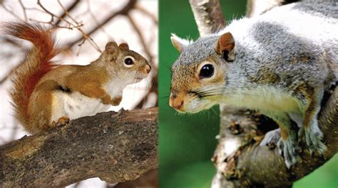 Learn about squirrels | Mass.gov