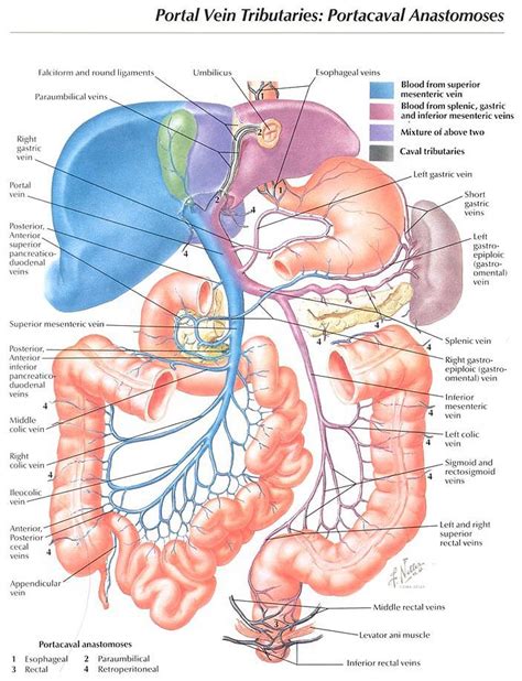 Basic anatomy and physiology, Human body anatomy, Medical