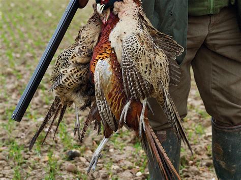 Grouse Hunting England