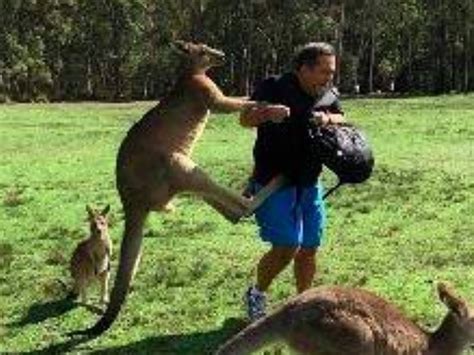 Kangaroo Kicking Man