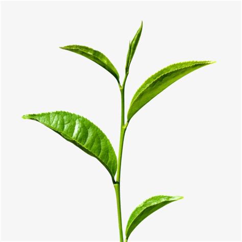 Tea PNG Picture, A Tea, Tea, Leaf, Products Real Picture PNG Image For ...