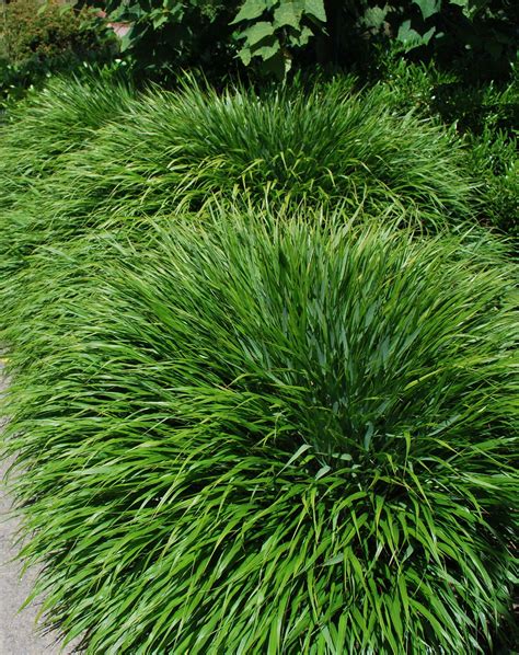 Hakonocloa Macra | Grasses landscaping, Short ornamental grasses, Grasses garden