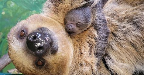 New baby sloth born at Stone Zoo 'closely attached to mom' - CBS Boston