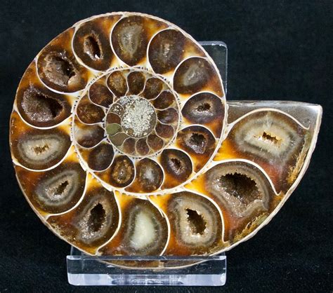 2.95" Desmoceras Ammonite Fossil (Half) For Sale (#9644) - FossilEra.com