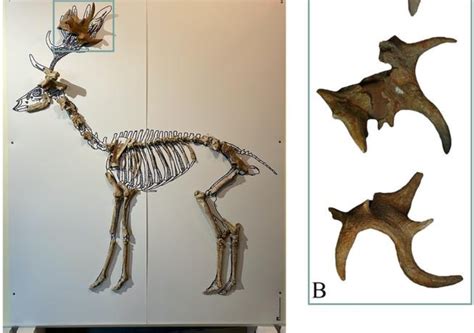 Fossils tell the story of how Europe’s ecosystems would have changed through glacial ...