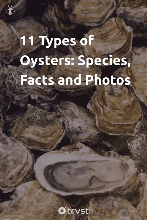 11 Types of Oysters: Species, Facts and Photos