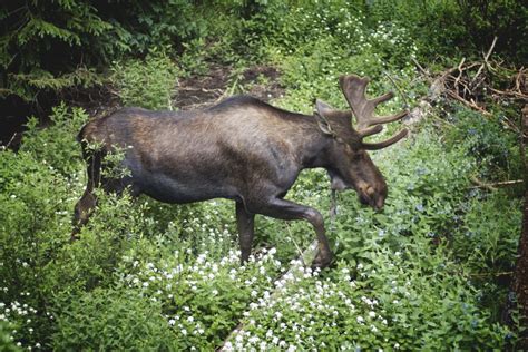 Colorado River Rentals Wildlife You'll See in the Colorado Rockies ...