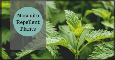 28 Mosquito Repellent Plants - Pest Survival Guide