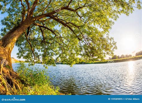 Big, Old Tree with River and Bright Sun in the Background Stock Image ...