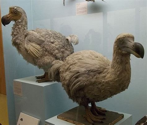 Dodo Bird | Extinct Animals