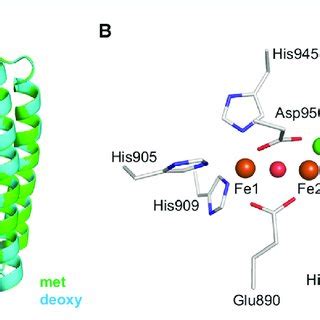 (PDF) Bacterial hemerythrin domain-containing oxygen and redox sensors: Versatile roles for ...