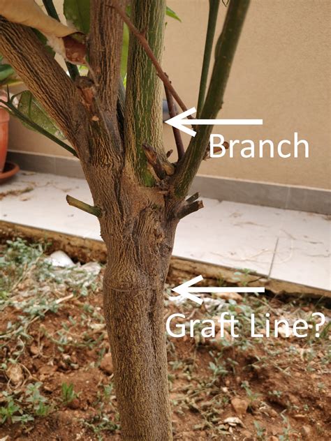 How To Graft A Citrus Tree