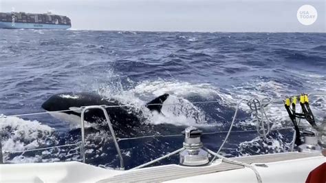 Boats off Spain's coast are seeing more killer whales touch, push and ...