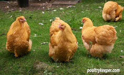 Orpington Chickens: Breed in Focus