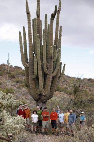 Are There Any Saguaro Cactus In New Mexico : The saguaro cactus is a ...