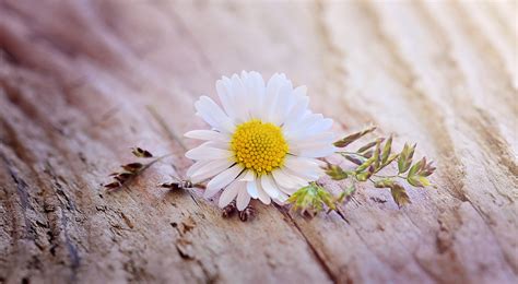 Daisy Wallpapers HD Free Download