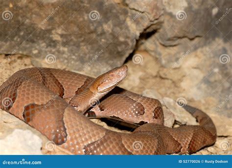 Agkistrodon Contortrix Phaeogaster Stock Photo - Image of contortrix, habitat: 52770026