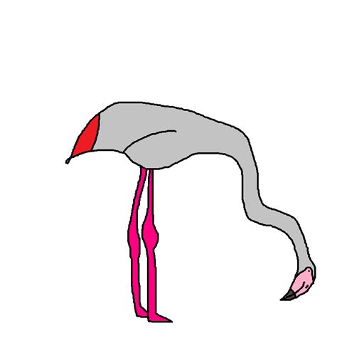 Greater Flamingo | Species Wiki | Fandom