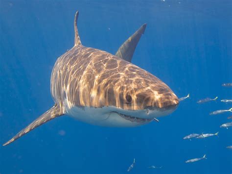 Virginia Tech Ichthyology Class : New Great White Shark Nursery ...