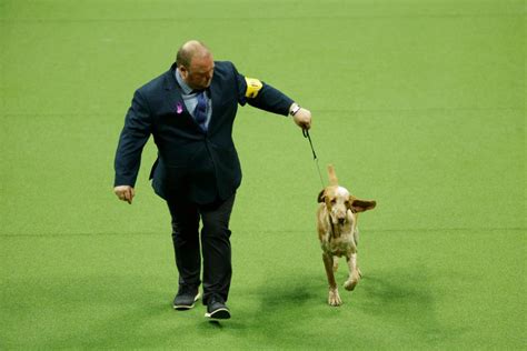 Tim McGraw’s Dog Wins Best Of Breed At Westminster Kennel Club Show