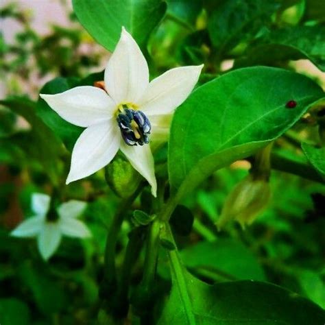 Green chilli plant flower | Green chilli plant, Chilli plant, Planting ...