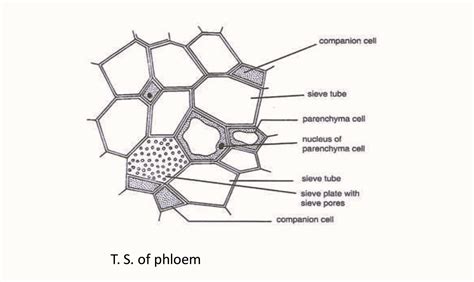 Phloem Diagram - Longitudinal and Transverse Section Diagram of Phloem Tissue - CBSE Class Notes ...