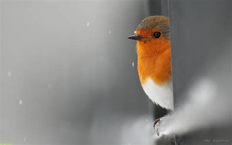 Cute Bird On Rain Snow Wallpaper – Background Wallpaper HD