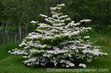 Viburnum plicatum ‘Mariesii’ | Viburnum, Trees to plant, Planting flowers