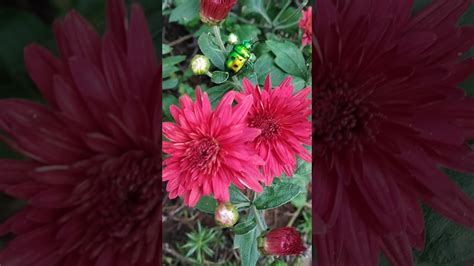 Red chamanthi flowers - YouTube