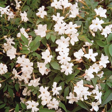 [£19.99] Jasminum officinale | Thompson & Morgan | Plants, Jasmine plant, Scent garden