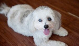 10 Best Maltipoo Mixes to Learn About! (2024) - We Love Doodles