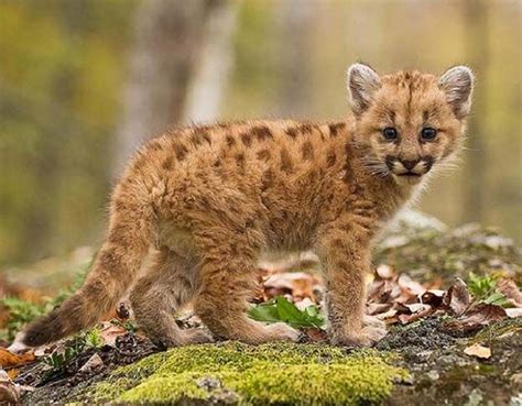 10 Remarkable Facts About Mountain Lions (With images) | Baby animals ...