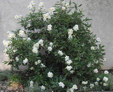 Rare white california bush anemone carpenteria californica 20 seeds – Artofit