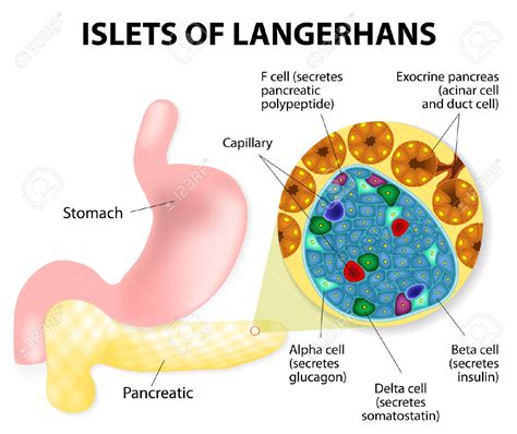 Functions of pancreas.... ~ Biological Science Help Blog | Biochemistry ...