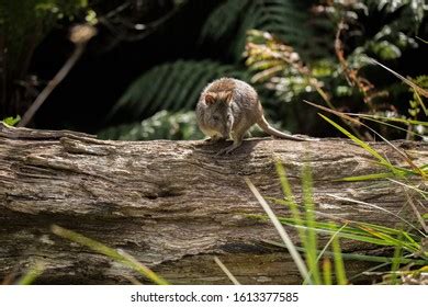 Potoroo: Over 235 Royalty-Free Licensable Stock Photos | Shutterstock