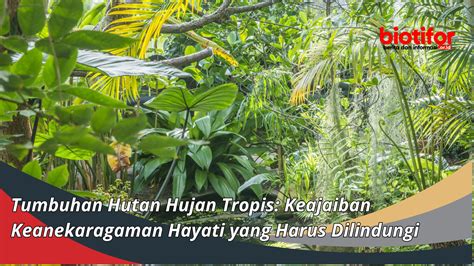 Tumbuhan Hutan Hujan Tropis: Keajaiban Keanekaragaman Hayati