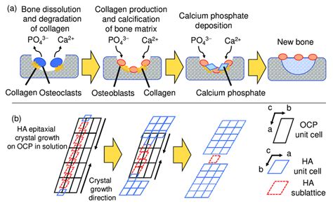 Illustration of (a) bone regeneration mechanism in vivo and (b)... | Download Scientific Diagram