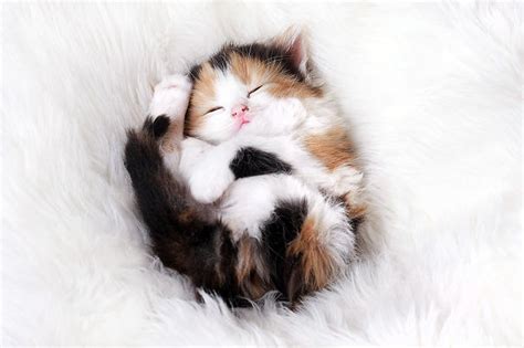 22+ Sleepy Kittens Doing What They Do Best – Sleep | Bored Panda