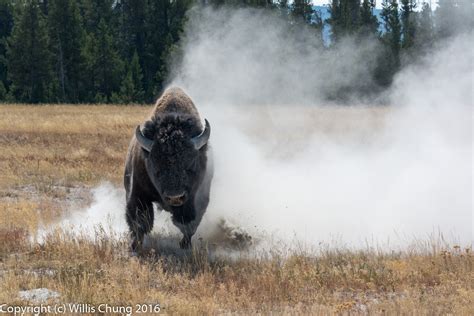 Wildlife Photography Turns Scary When Bison Charges at Photographer in ...