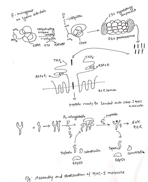 Antigen processing and presentation: Cytosolic and Endocytic pathway - Online Biology Notes