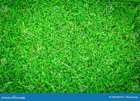 Green Grass Floor Texture Ideal for Use in the Design Backgroung Stock Image - Image of green ...