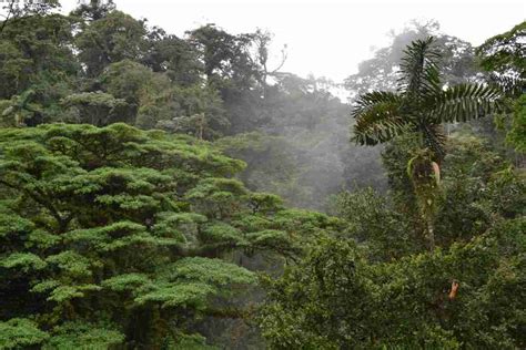 10 Fascinating Facts about the Emergent Layer in the Amazon Tropical Rainforest - Fun Facts ...