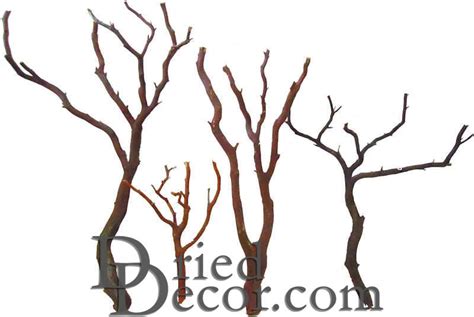 Natural Manzanita Bird Perches - Manzanita Bird Trees