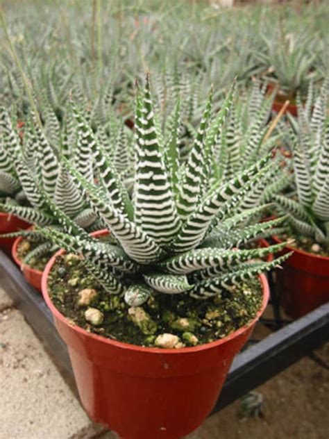 Haworthia Zebra Succulent Plant - Etsy