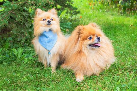 10 Best Pomeranian Rescues for Adoption (2024): Our Top 10 Picks!