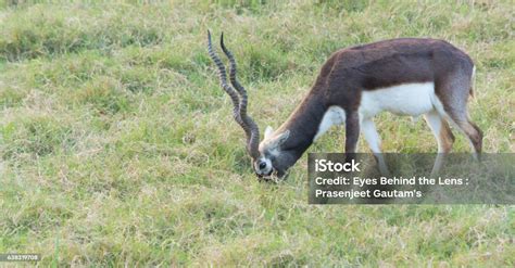 Black Buck Deer Stock Photo - Download Image Now - Animal, Animal Wildlife, Animals In The Wild ...