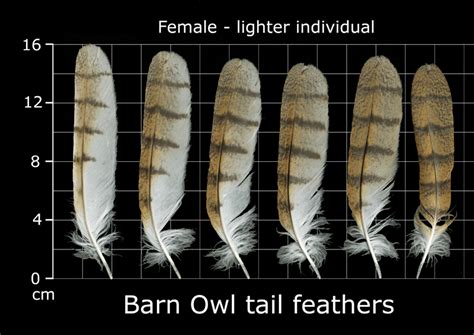 The Feather Atlas - Feather Identification and Scans - U.S. Fish and Wildlife Service Forensics ...