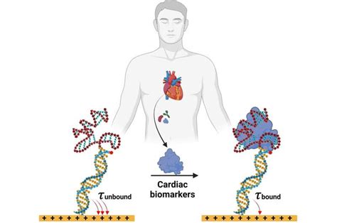 Electronic biosensor uses DNA aptamers for detecting biomarkers in ...