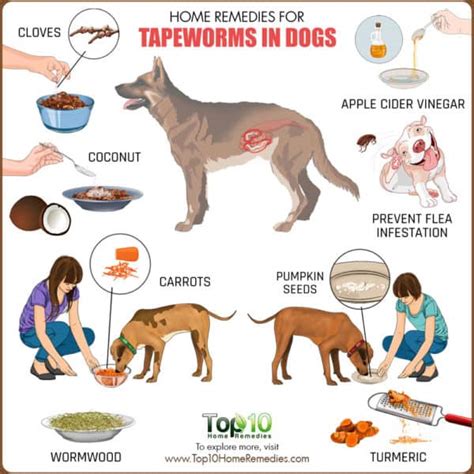 Home Remedies for Tapeworms in Dogs | Top 10 Home Remedies