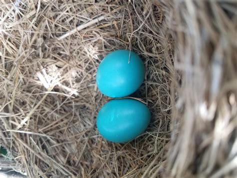 Identify Bird Eggs by Color and Size - Birds and Blooms